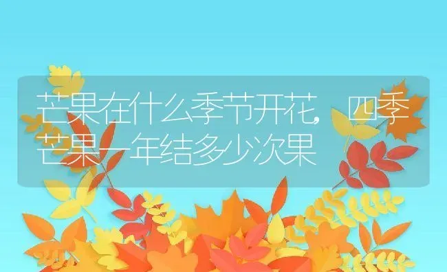 芒果在什么季节开花,四季芒果一年结多少次果 | 养殖学堂