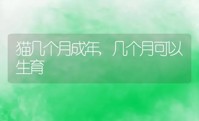 猫几个月成年,几个月可以生育 | 养殖资料