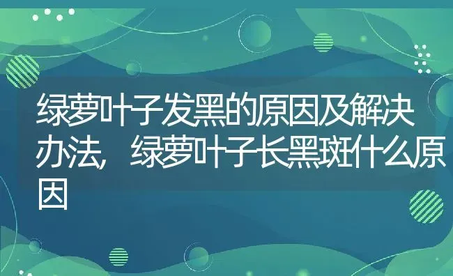 绿萝叶子发黑的原因及解决办法,绿萝叶子长黑斑什么原因 | 养殖学堂