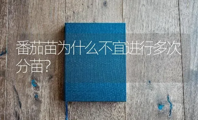 番茄苗为什么不宜进行多次分苗? | 养殖知识