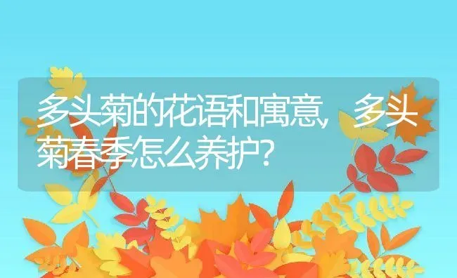 多头菊的花语和寓意,多头菊春季怎么养护？ | 养殖科普