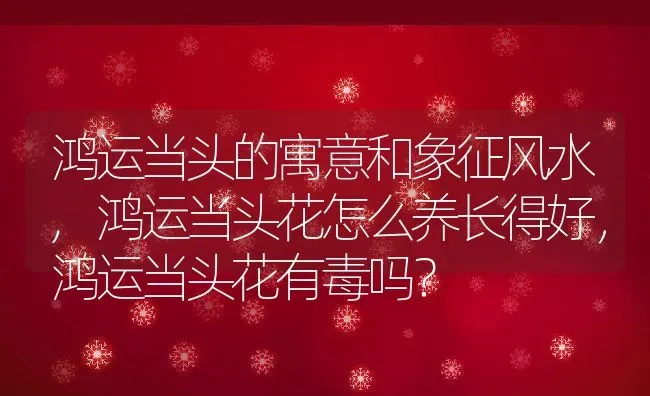 鸿运当头的寓意和象征风水,鸿运当头花怎么养长得好，鸿运当头花有毒吗？ | 养殖科普