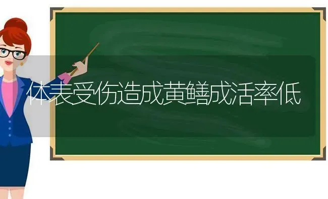 体表受伤造成黄鳝成活率低 | 养殖知识