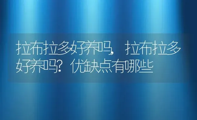 拉布拉多好养吗,拉布拉多好养吗?优缺点有哪些 | 养殖科普