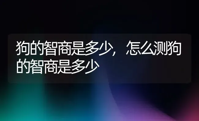 狗的智商是多少,怎么测狗的智商是多少 | 养殖科普