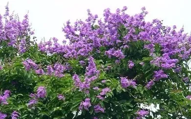 附近卖花的地方在哪里,沈阳最便宜花卉批发市场？