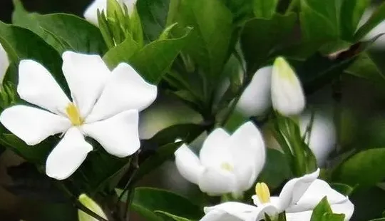 栀子花怎么修剪视频教程,五年栀子花修剪方法？