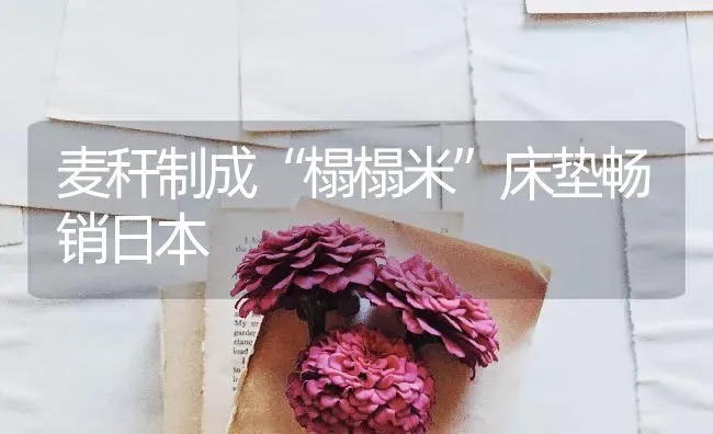 麦秆制成“榻榻米”床垫畅销日本 | 养殖技术大全