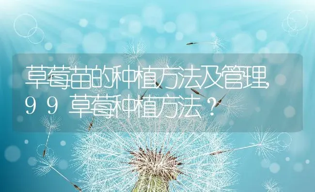 草莓苗的种植方法及管理,99草莓种植方法？ | 养殖科普