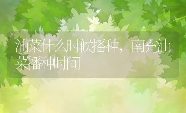 油菜什么时候播种,南充油菜播种时间 | 养殖学堂