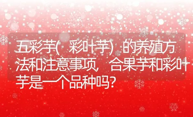 五彩芋(彩叶芋)的养殖方法和注意事项,合果芋和彩叶芋是一个品种吗？ | 养殖科普