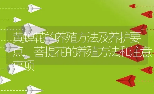 黄蝉花的养殖方法及养护要点,菩提花的养殖方法和注意事项 | 养殖学堂