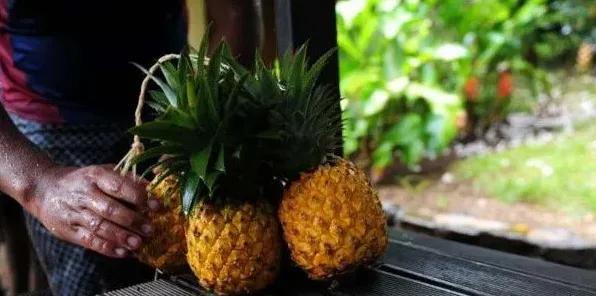 香水菠萝产地 | 妙招大全