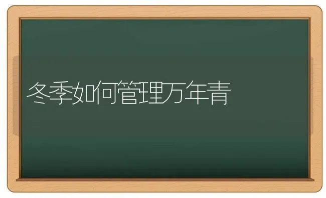 冬季如何管理万年青 | 养殖技术大全