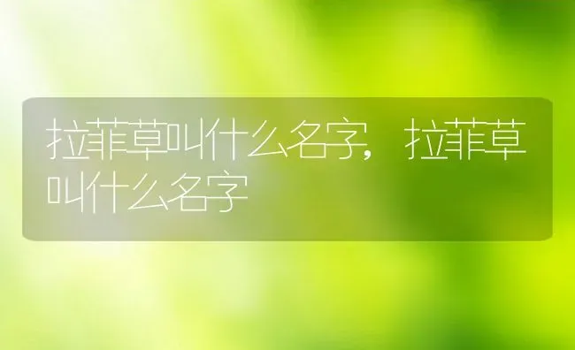 拉菲草叫什么名字,拉菲草叫什么名字 | 养殖科普