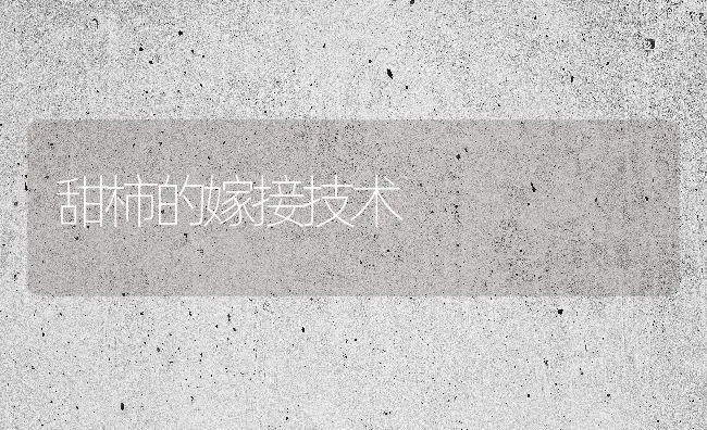 甜柿的嫁接技术 | 养殖技术大全