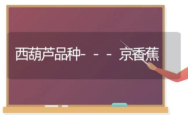 西葫芦品种---京香蕉 | 养殖知识
