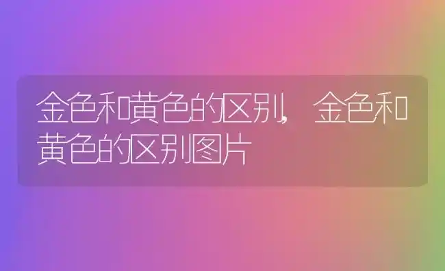 金色和黄色的区别,金色和黄色的区别图片 | 养殖资料