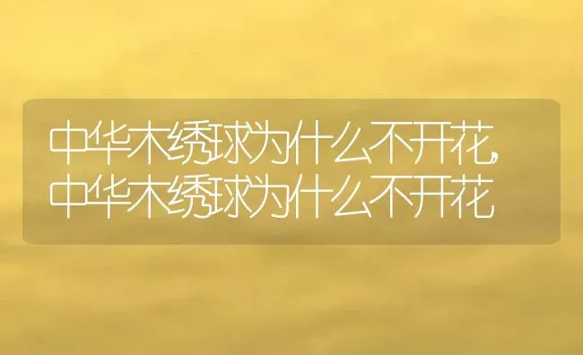中华木绣球为什么不开花,中华木绣球为什么不开花 | 养殖科普