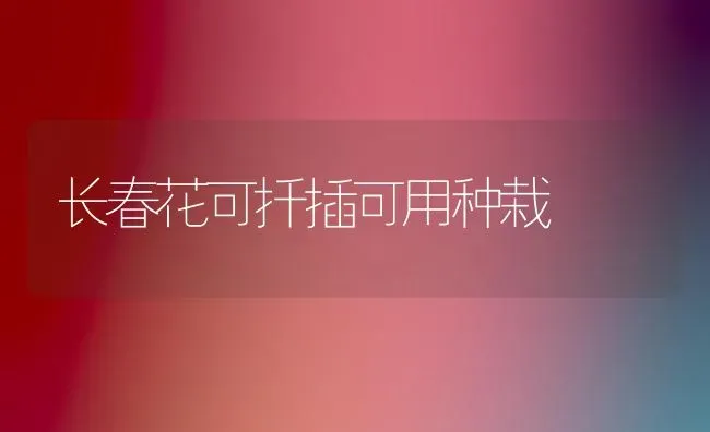 长春花可扦插可用种栽 | 养殖技术大全