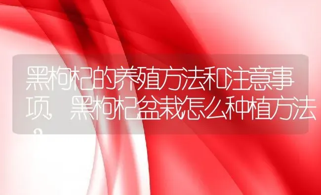 黑枸杞的养殖方法和注意事项,黑枸杞盆栽怎么种植方法？ | 养殖科普