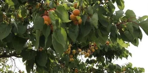 杏树采摘后如何管理？这六大要点非常重要！ | 妙招大全
