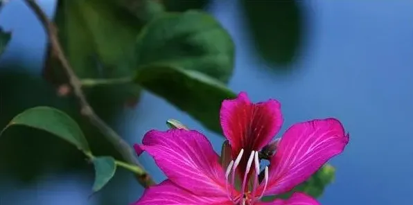 紫荆花扦插几年开花 | 生活常识