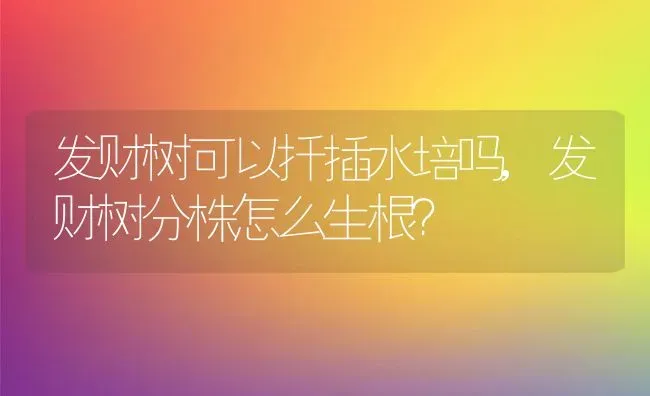 发财树可以扦插水培吗,发财树分株怎么生根？ | 养殖科普
