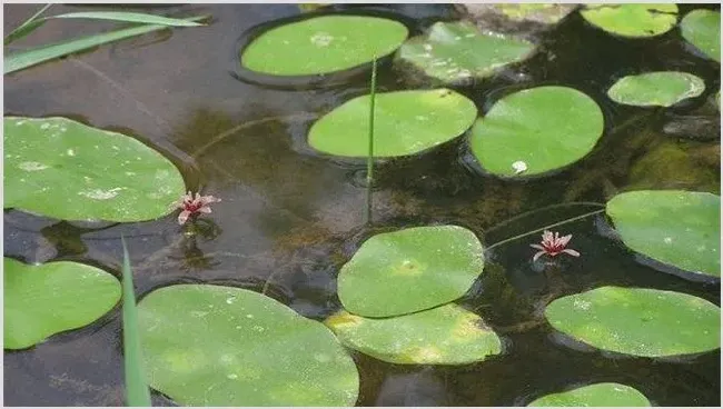 莼菜的田间管理方法 | 三农知识