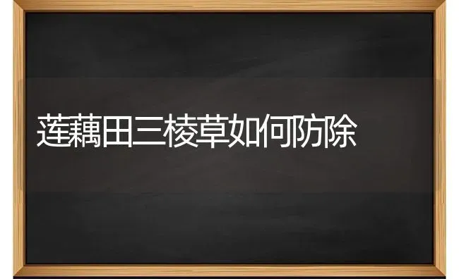 莲藕田三棱草如何防除 | 养殖知识