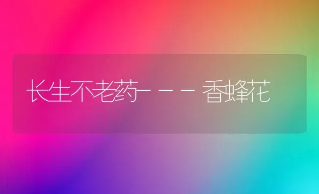 长生不老药---香蜂花 | 养殖技术大全