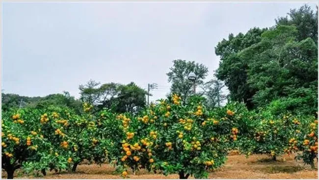 高温季节果园抗旱技术 | 生活妙招