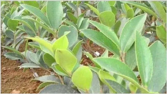 茶煤病的防治方法 | 常识大全