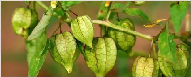 灯笼草和灯笼果的区别 | 三农知识