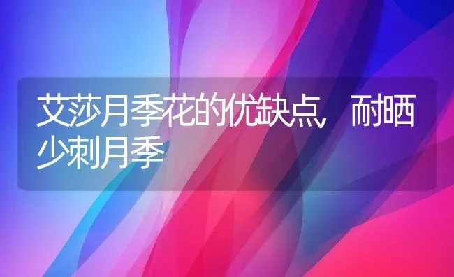 艾莎月季花的优缺点,耐晒少刺月季 | 养殖学堂