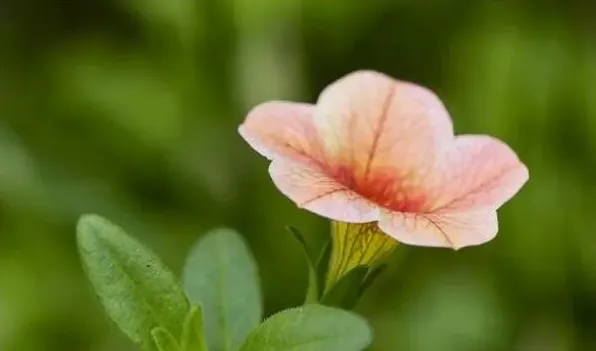 舞春花叶子黄怎么办 | 生活常识