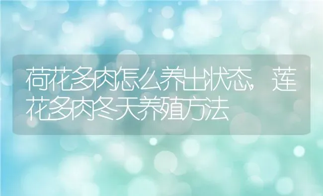 荷花多肉怎么养出状态,莲花多肉冬天养殖方法 | 养殖学堂