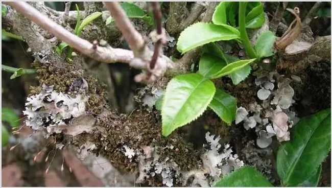 茶煤病的防治方法 | 常识大全