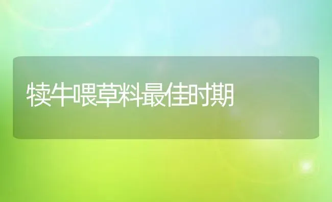 犊牛喂草料最佳时期 | 养殖技术大全