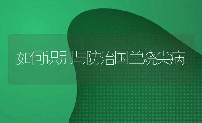 如何识别与防治国兰烧尖病 | 养殖技术大全