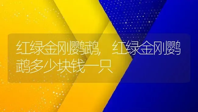 红绿金刚鹦鹉,红绿金刚鹦鹉多少块钱一只 | 养殖科普