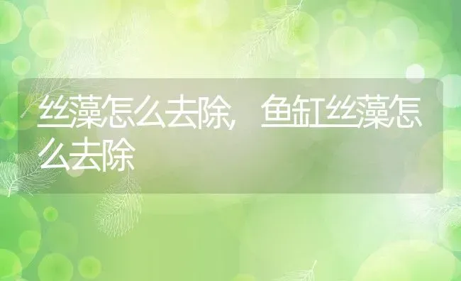 丝藻怎么去除,鱼缸丝藻怎么去除 | 养殖科普