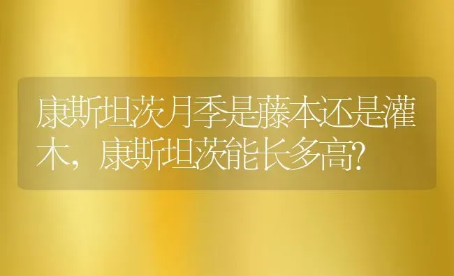 康斯坦茨月季是藤本还是灌木,康斯坦茨能长多高？ | 养殖科普