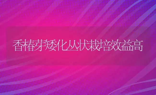 香椿芽矮化丛状栽培效益高 | 养殖知识