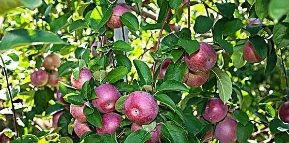 苹果萎蔫的原因及预防措施 | 妙招大全