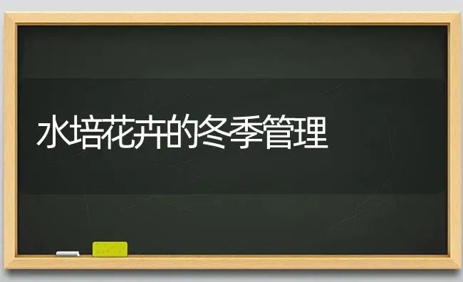 水培花卉的冬季管理 | 养殖知识