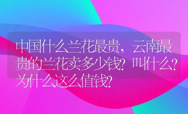 中国什么兰花最贵,云南最贵的兰花卖多少钱?叫什么?为什么这么值钱？ | 养殖科普