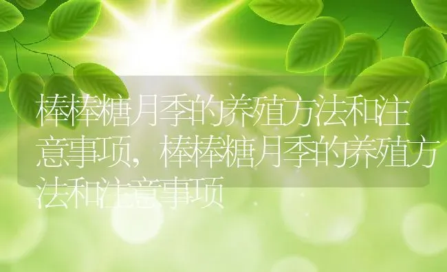棒棒糖月季的养殖方法和注意事项,棒棒糖月季的养殖方法和注意事项 | 养殖科普