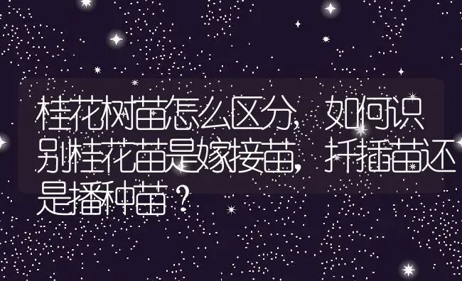 桂花树苗怎么区分,如何识别桂花苗是嫁接苗，扦插苗还是播种苗？ | 养殖科普