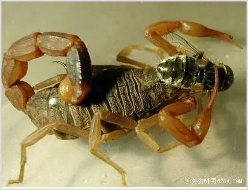 蝎子养殖技术【视频】 | 妙招大全